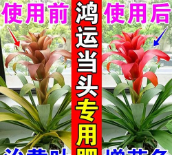 小众送妈妈的花有哪些花