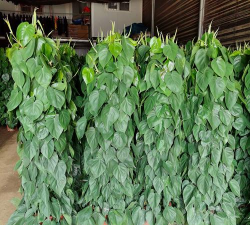 小众送妈妈的花有哪些花