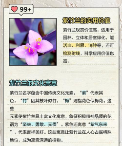 小众送妈妈的花有哪些花