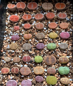 小众送妈妈的花有哪些花