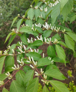 小众送妈妈的花有哪些花