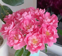 小众送妈妈的花有哪些花