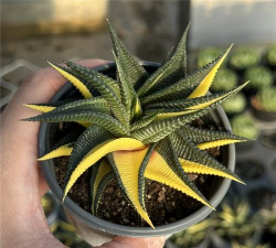 小众送妈妈的花有哪些花