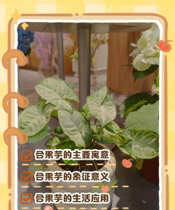 小众送妈妈的花有哪些花