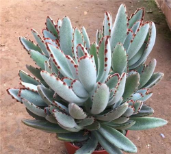 小众送妈妈的花有哪些花