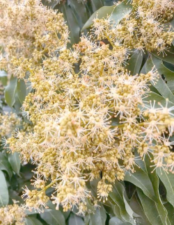 小众送妈妈的花有哪些花