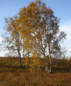小众送妈妈的花有哪些花