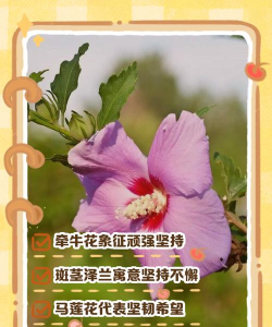 小众送妈妈的花有哪些花