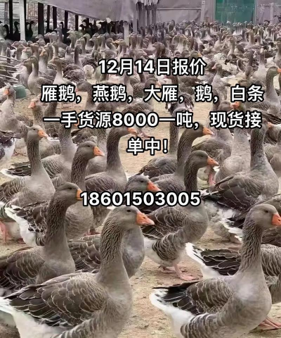 成年雁鹅卖多少钱一斤