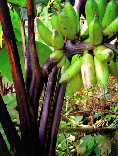 小众送妈妈的花有哪些花