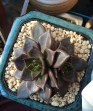 小众送妈妈的花有哪些花