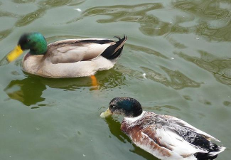 小众送妈妈的花有哪些花