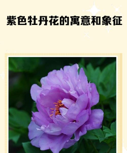 小众送妈妈的花有哪些花