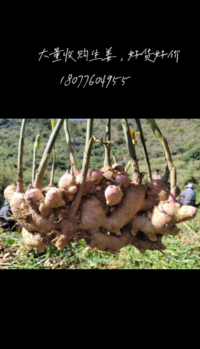 南方生姜几月份收获