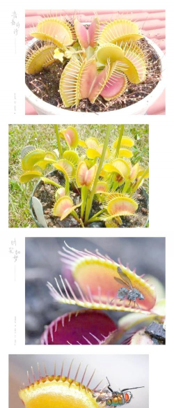 小众送妈妈的花有哪些花