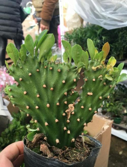 小众送妈妈的花有哪些花