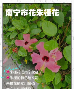 南宁市花是什么花