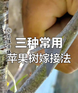 一个苹果砧木上面可以嫁接多个品种的苹果吗