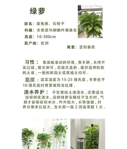 小众送妈妈的花有哪些花