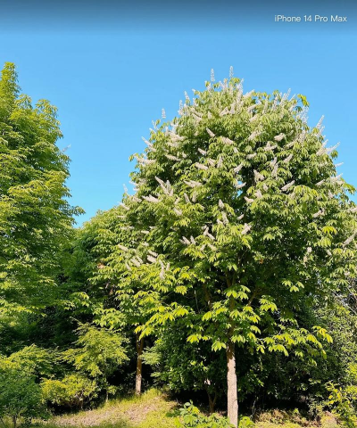 小众送妈妈的花有哪些花