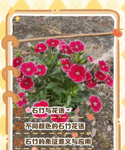 小众送妈妈的花有哪些花
