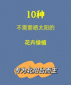 小众送妈妈的花有哪些花