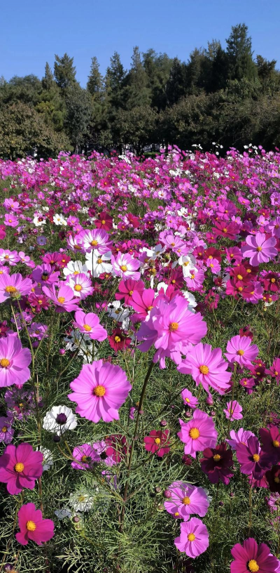 小众送妈妈的花有哪些花