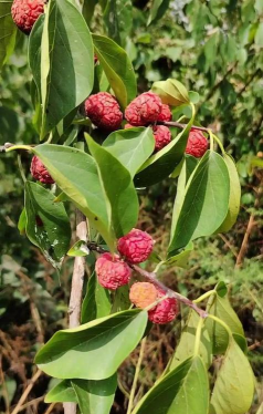 小众送妈妈的花有哪些花
