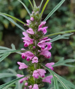 益母草的花是什么颜色