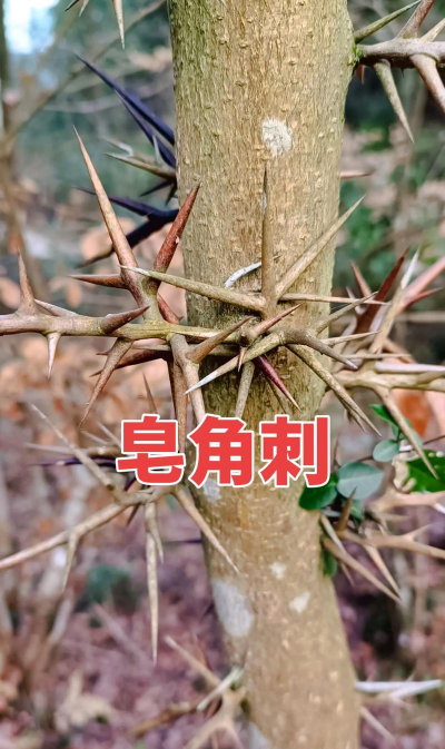 皂刺的别名叫什么