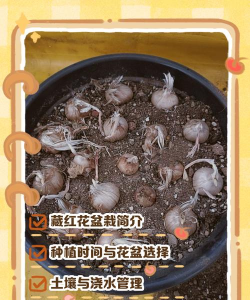 小众送妈妈的花有哪些花