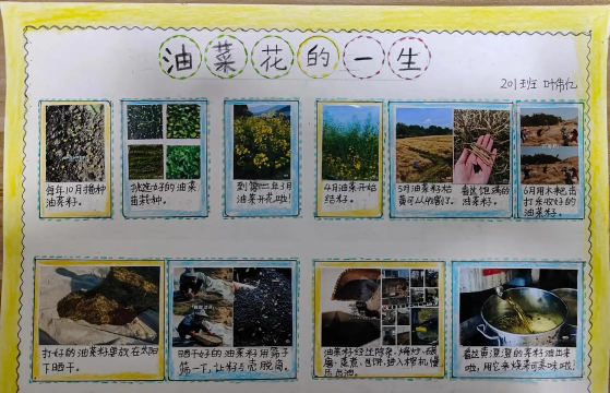 油菜怎么种植过程