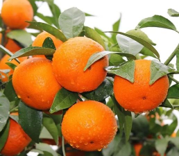 小众送妈妈的花有哪些花