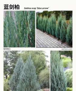 小众送妈妈的花有哪些花