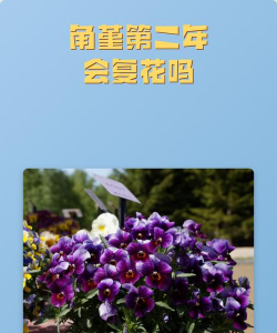 小众送妈妈的花有哪些花