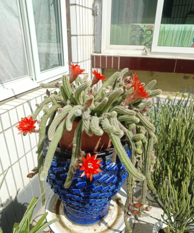 小众送妈妈的花有哪些花