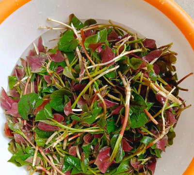 小众送妈妈的花有哪些花