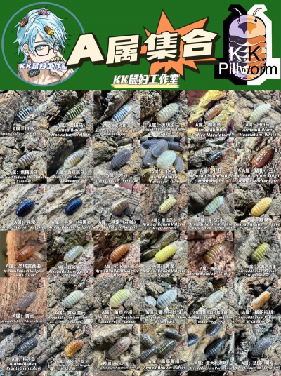 小众送妈妈的花有哪些花