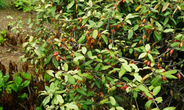 胡秃子大叶好还小叶好