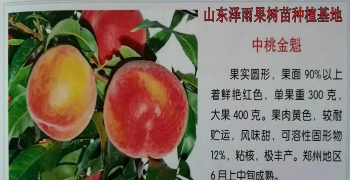 中桃金魁和金灿有区别吗