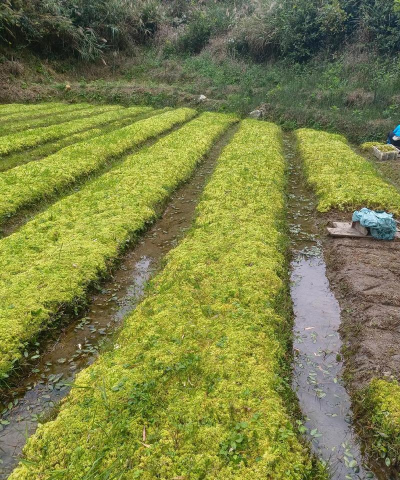 小众送妈妈的花有哪些花