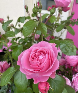 小众送妈妈的花有哪些花