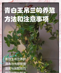 小众送妈妈的花有哪些花