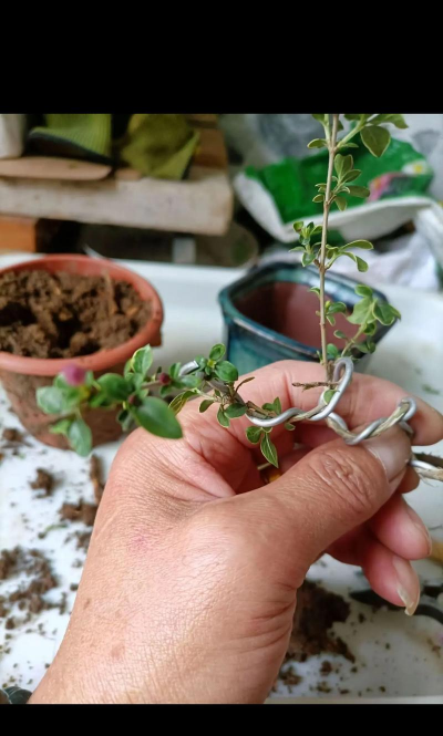 小众送妈妈的花有哪些花