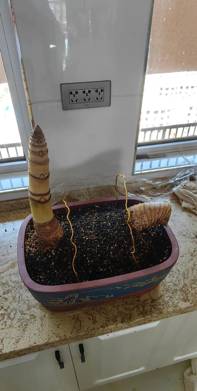 小叶勒竹怎么种植