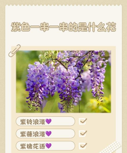 小众送妈妈的花有哪些花