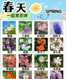 小众送妈妈的花有哪些花