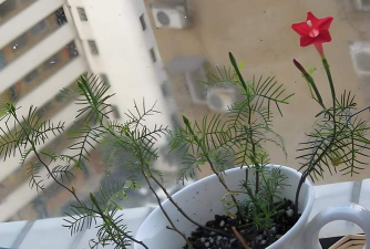 小众送妈妈的花有哪些花