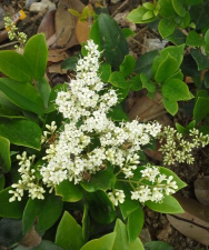 小众送妈妈的花有哪些花