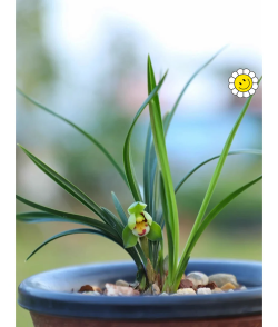 小众送妈妈的花有哪些花